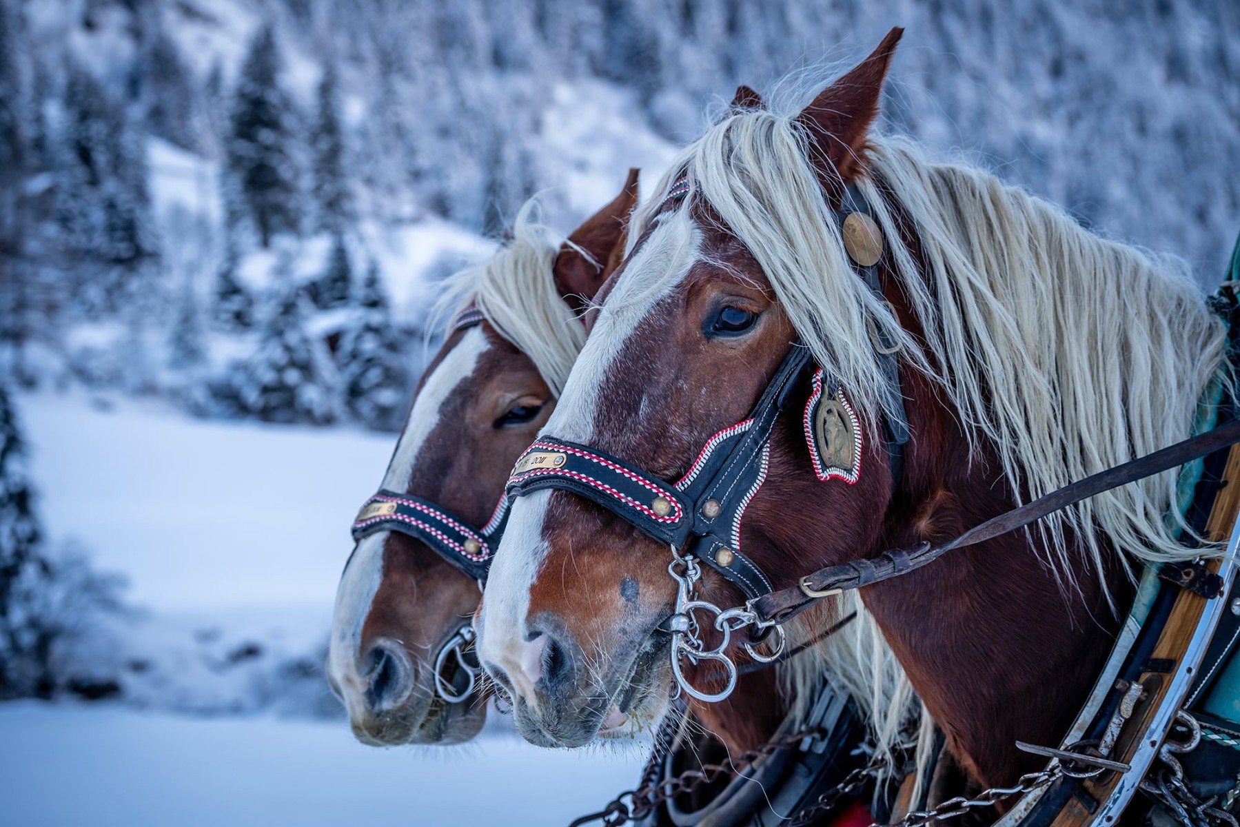 Pferdeschlittenfahrt im verschneiten Großarl