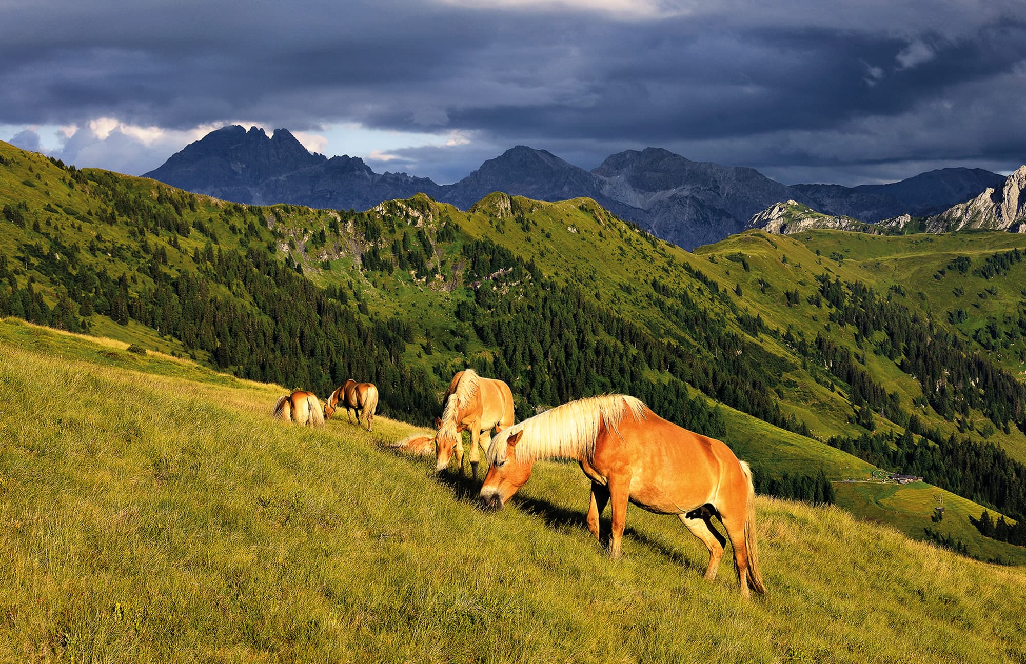 Weidende Pferde auf den saftigen Almwiesen im Großarltal, dem Tal der Almen in Österreich